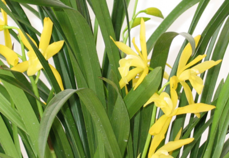 黄金小神童花芽.png