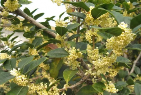盘龙桂花1.png