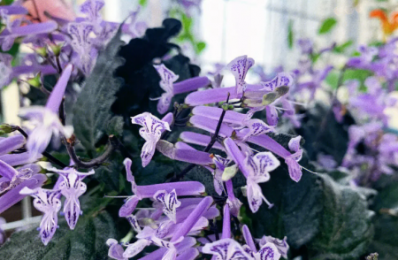 特丽莎花.png