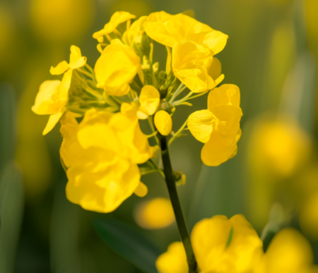 油菜花.png