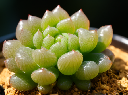 樱水晶开花.png
