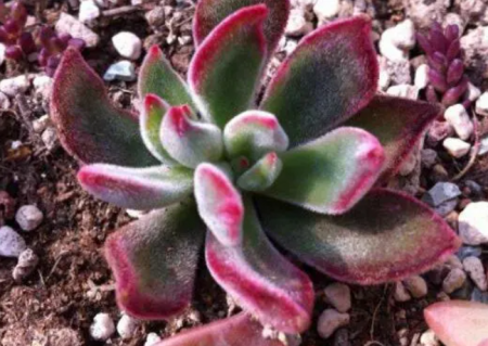 得锦晃星病的植株.png