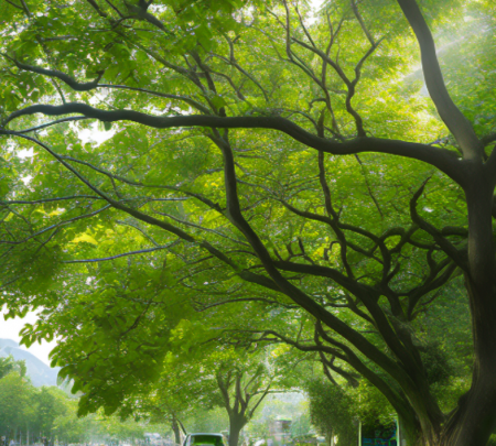 黄桷树.png