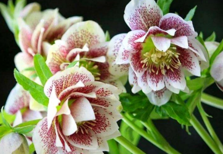 铁筷子花.png
