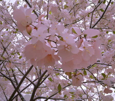 雪樱花.png