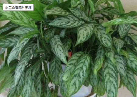 银皇后蔬菜.png