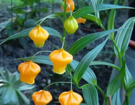 水生植株大宫灯.png