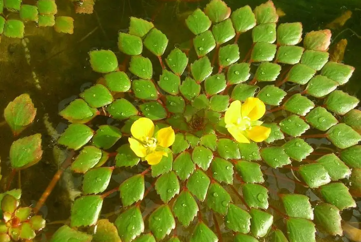 黄花菱.png