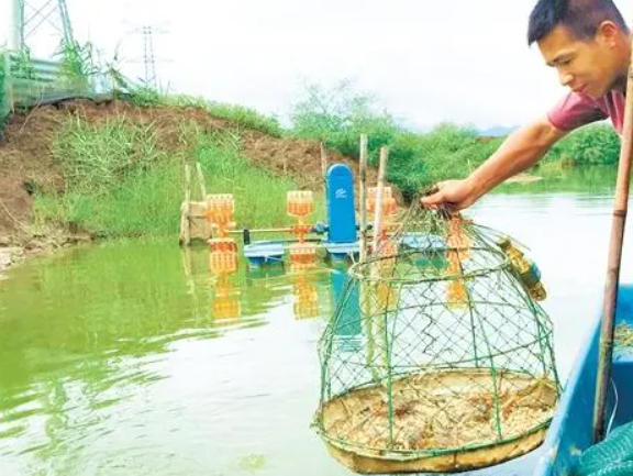 雄黄油养殖.png