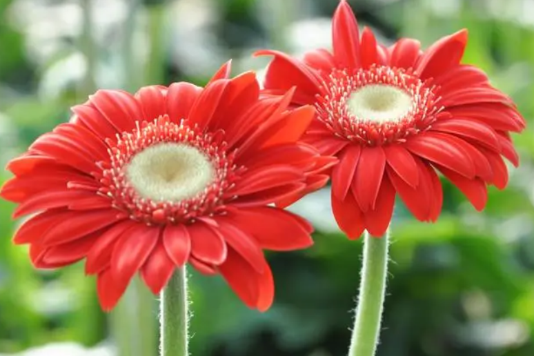 非洲菊.png