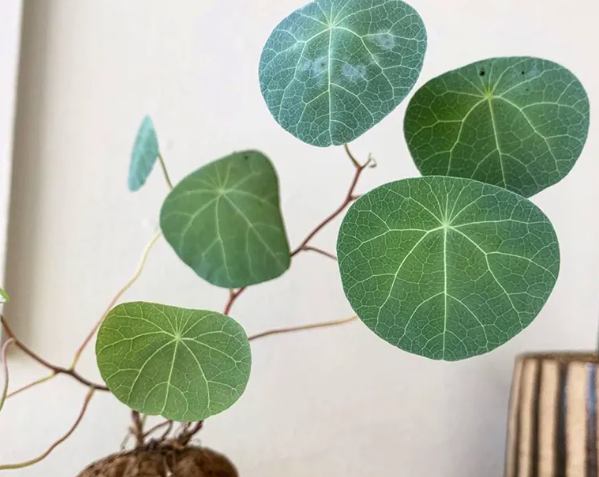 圆叶植物.png