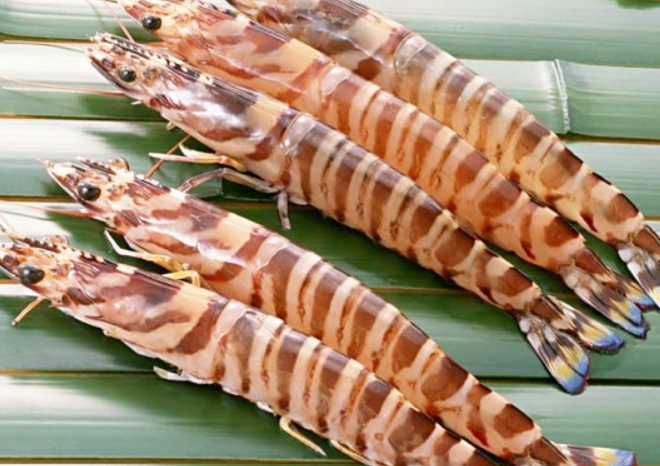 斑对虾.png