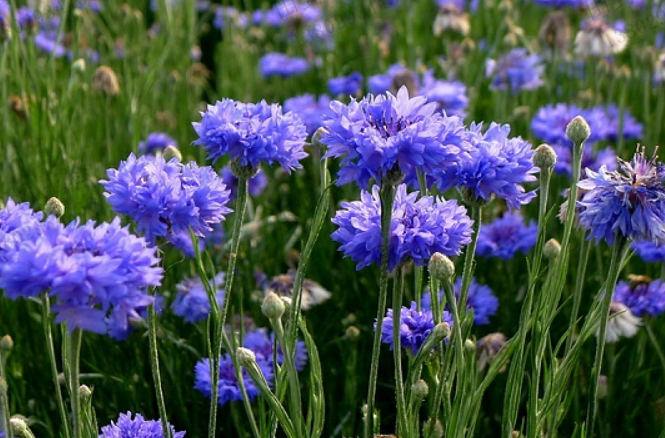 矢车菊.png