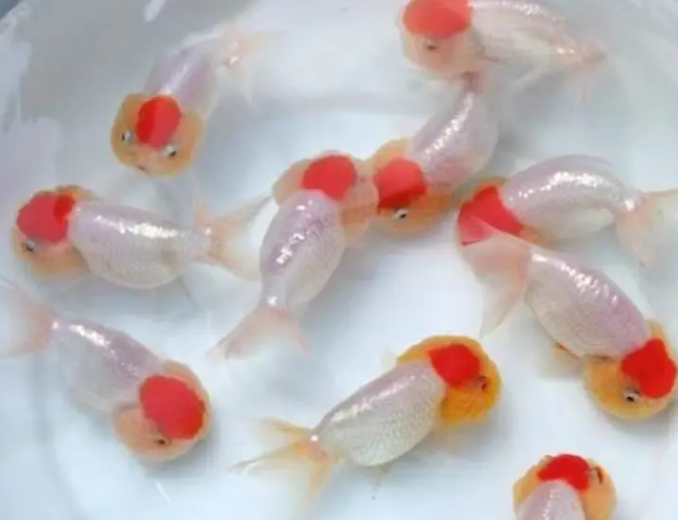 红顶鱼.png