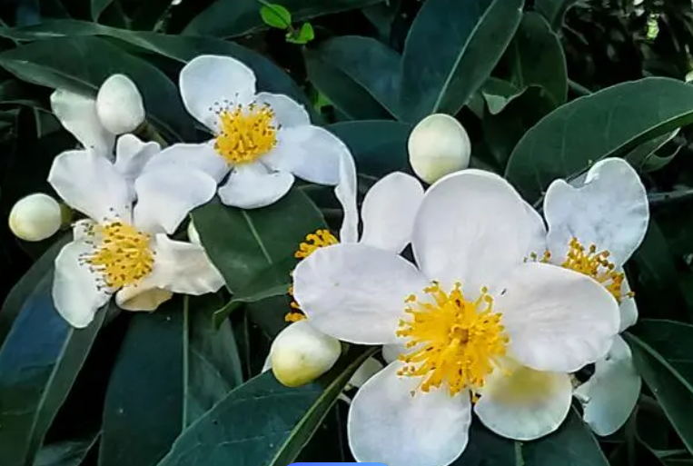 木荷花.png
