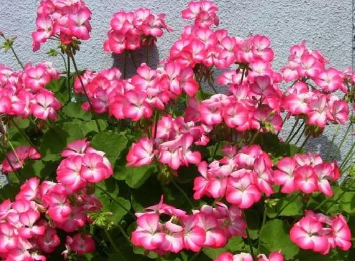 草花.png