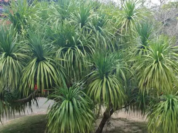 血龙树.png