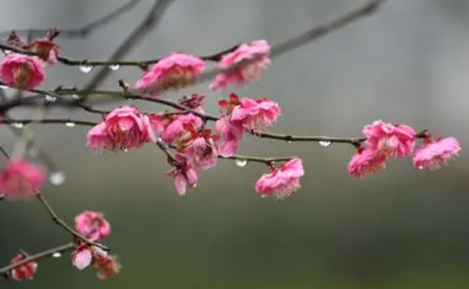 梅雨花.png