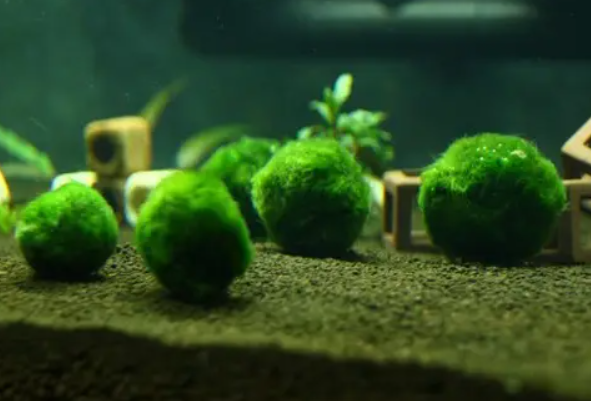 水草球.png