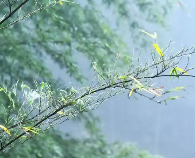 雾竹.png