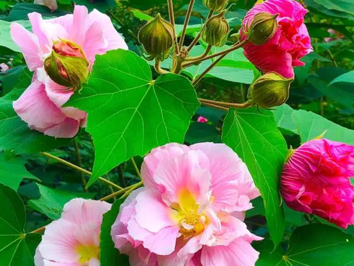 木芙蓉.png