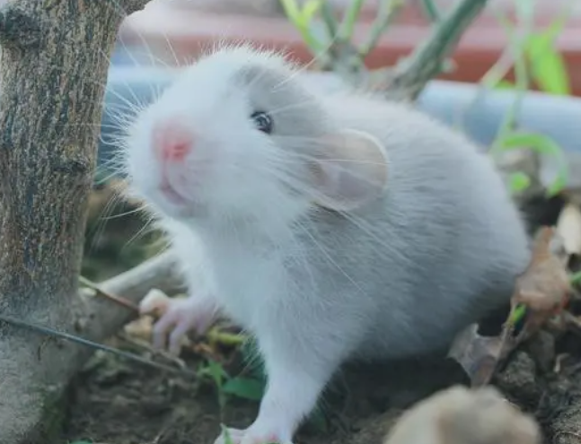 花枝鼠.png