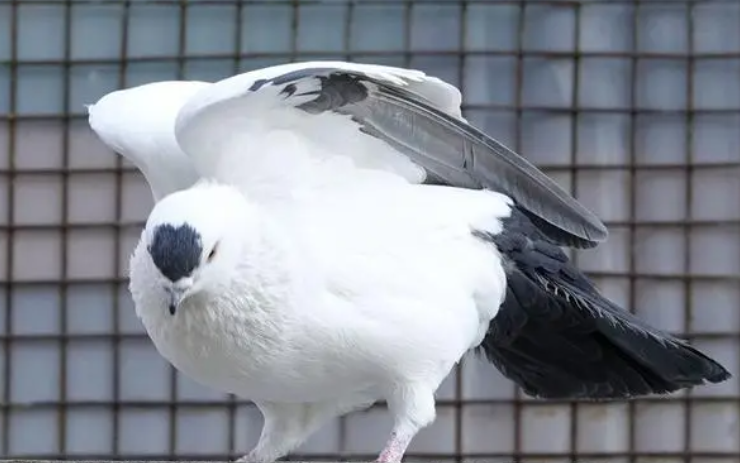 玉兰鸽.png