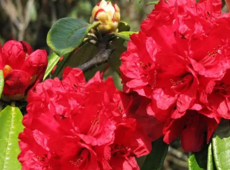 马缨花.png