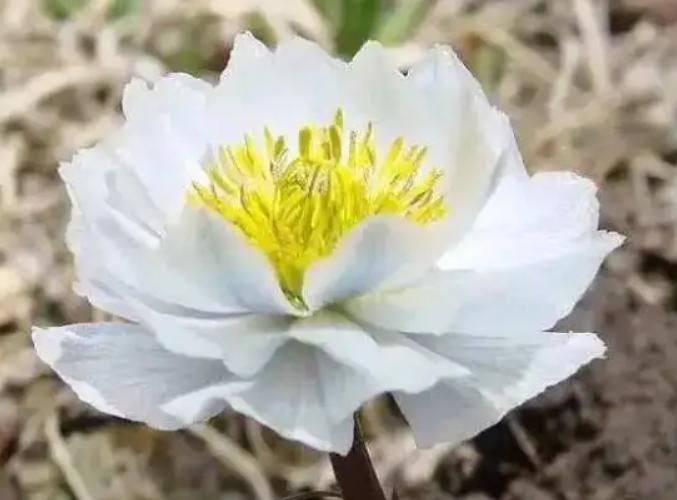 寒莲花.png
