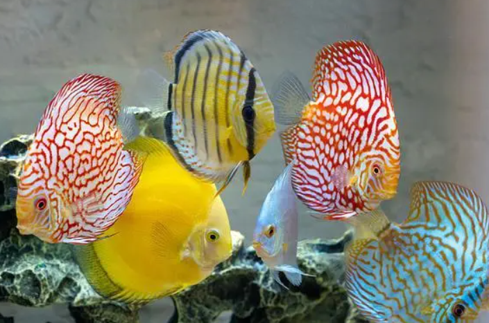 金桂.png