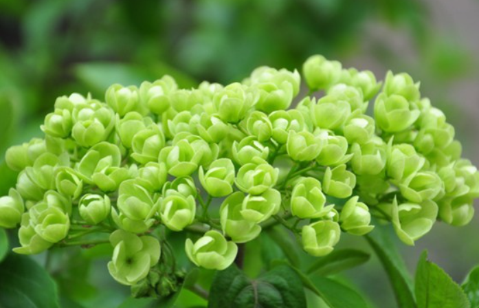 翠绿花.png