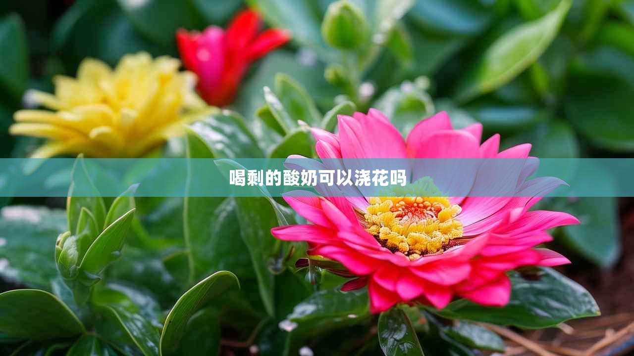 2喝剩的酸奶可以浇花吗