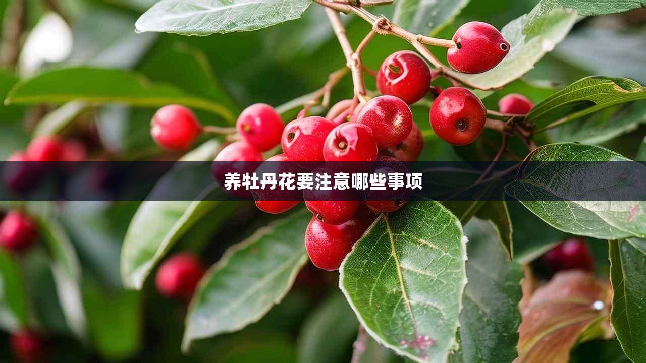 2养牡丹花要注意哪些事项