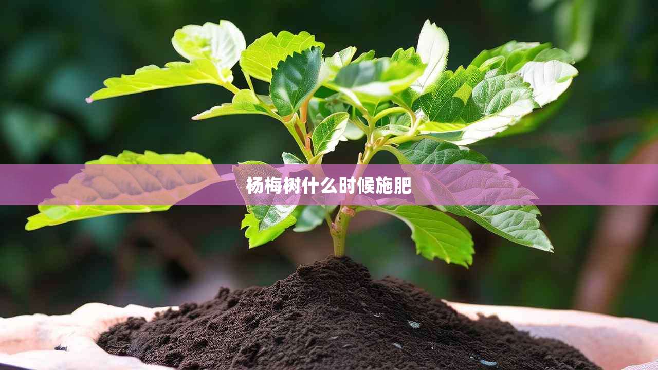 2杨梅树什么时候施肥