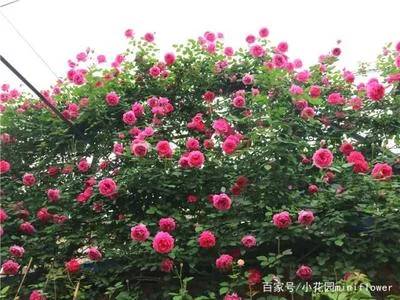 花园修剪的最佳时机是什么？