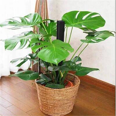 室内植物与空气净化器结合效果
