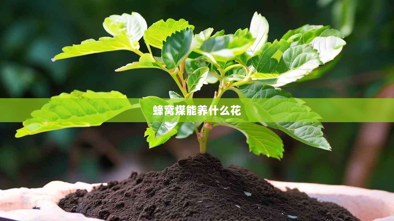 2蜂窝煤能养什么花