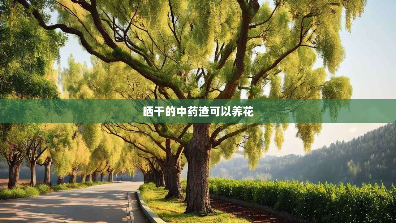 2晒干的中药渣可以养花