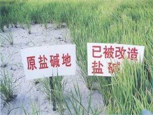 化学改良剂对土壤pH值的影响