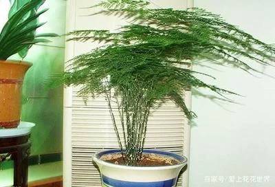 文竹适宜的浇水频率