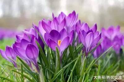 球茎花卉光照管理指南
