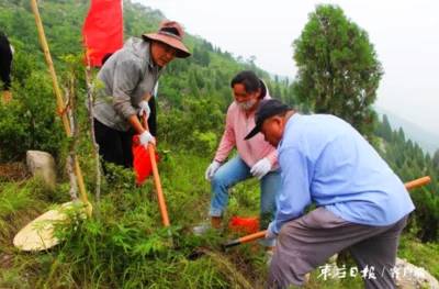 西南地区雨季植树的具体技巧