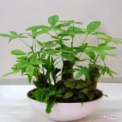 发财树冬季护理要点