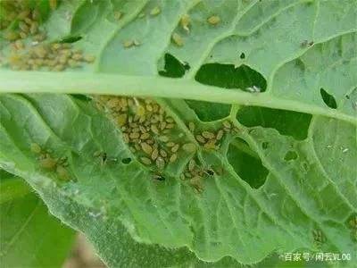 生物防治与化学农药对比