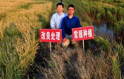 脱盐剂技术在盐碱地的应用