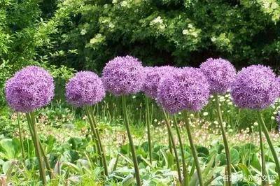秋冬季球茎花卉品种选择