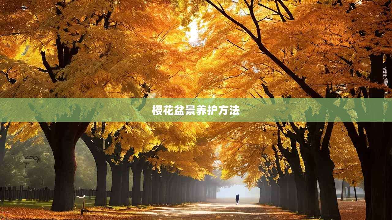 2樱花盆景养护方法