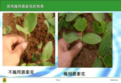 植物施肥的误区和正确做法