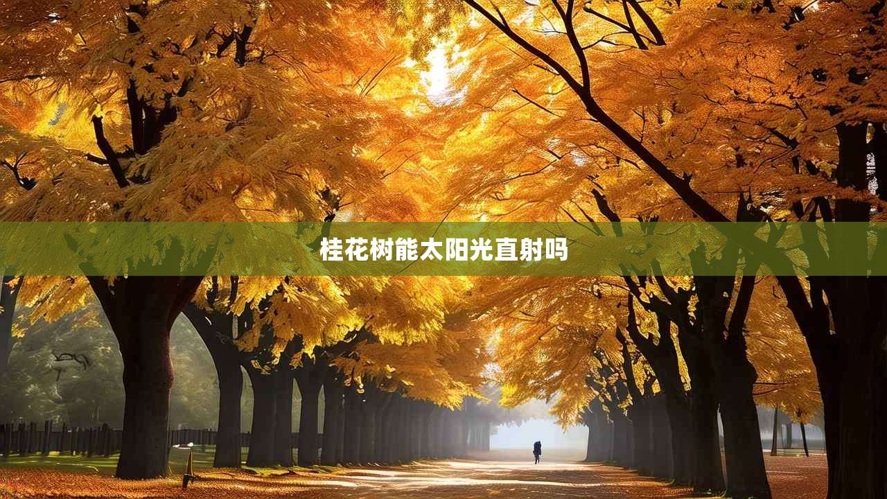 2桂花树能太阳光直射吗