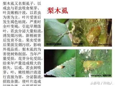 不同类型的病虫害防治方法对比？